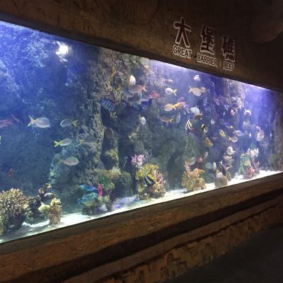salt water aquarium
