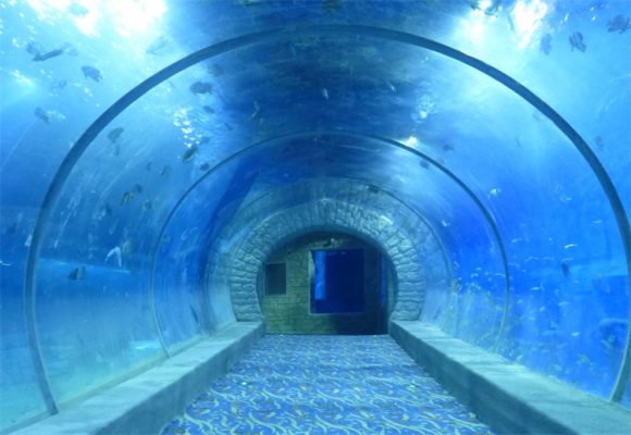 acrylic tunnel, Acrylic Shark Tunnel Aquarium