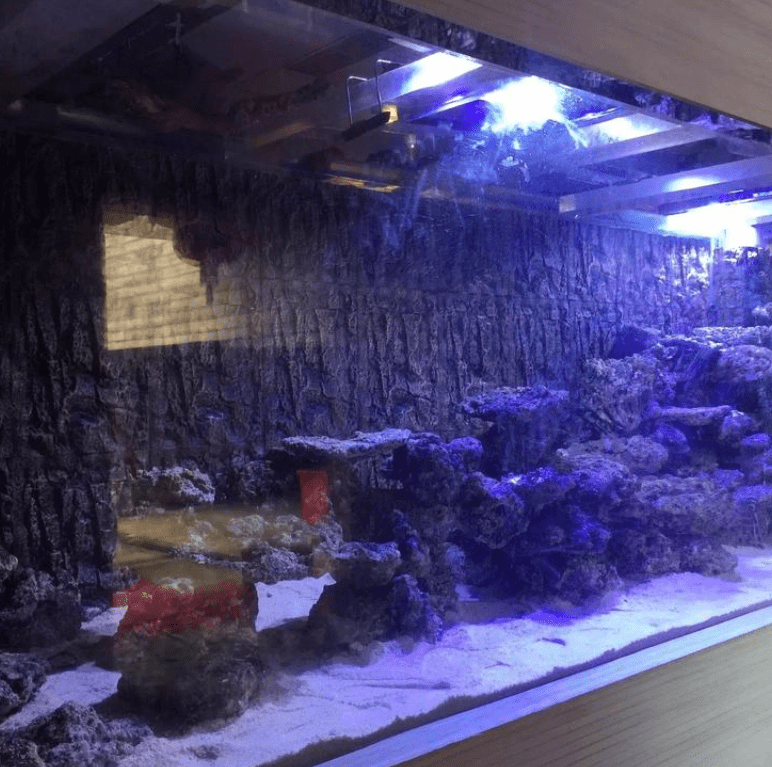 aquarium 11