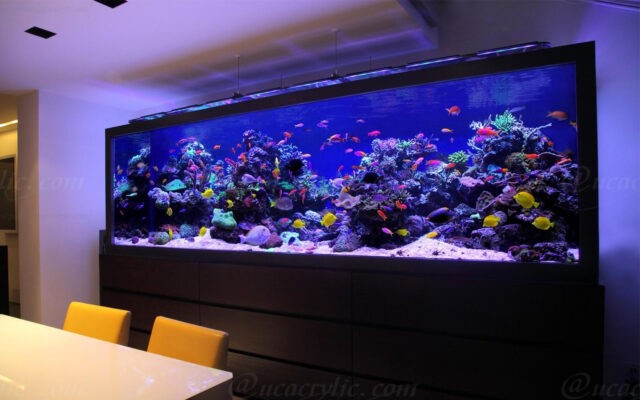 acrylic fish tank (246)