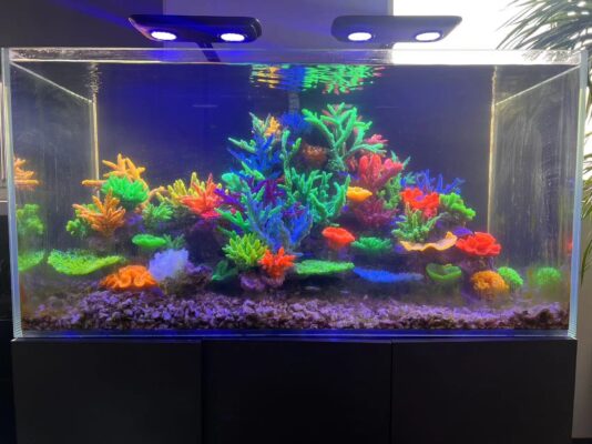 Coral landscaping