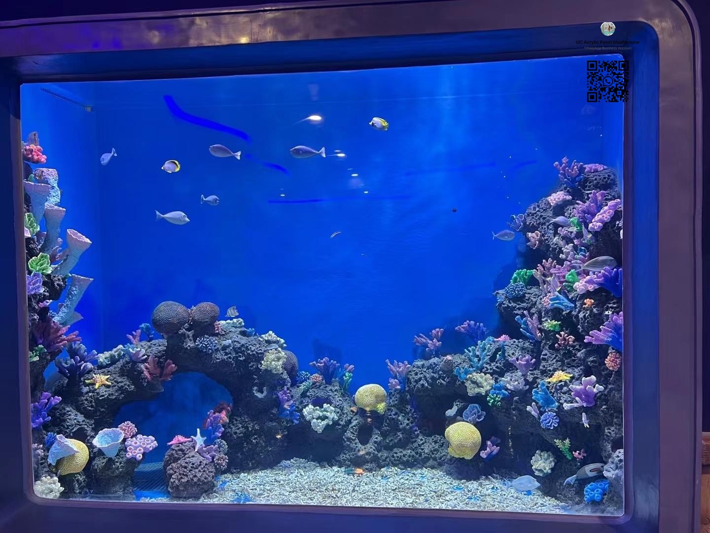 coral fish tank (6)