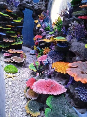 corals